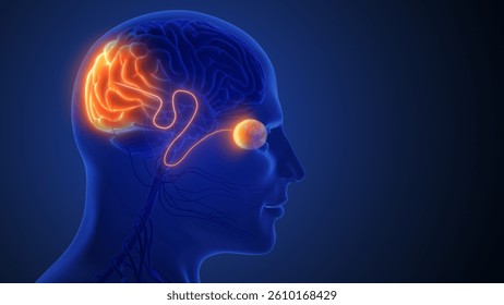 Visual Signals Transmitted Through Optic Nerve to Brain 3d illustration