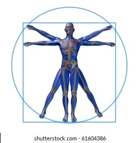 Vitruvian Man Modern Skeleton Isolated X-ray