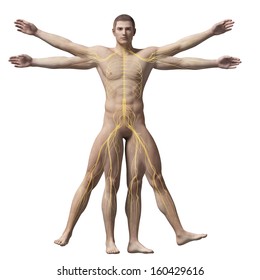 Vitruvian Man - Nervous System
