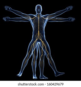 vitruvian man - nervous system
