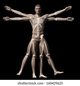 Vitruvian Man - Skeleton