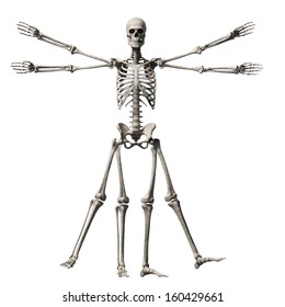 Vitruvian Man - Skeleton