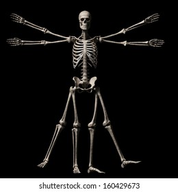 Vitruvian Man - Skeleton