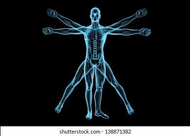 Vitruvian man with skeleton for study