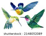 Vivid birds, hummingbird isolated on white background.. Watercolor botanical illustration 