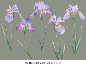 The vivid painting watercolor irises, on a gray background
