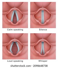 Vocal Cord (vocal Folds) Vibratory Cycle