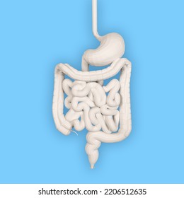 Volumetric White Model Of The Intestine On A Blue Background. 3D Rendering. Realistic Model Of Human Internal Organs.