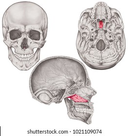 vomer multiple demonstrating