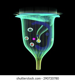 Vorticella