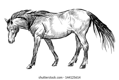 Similar Images, Stock Photos & Vectors of Grazing horse, drawing
