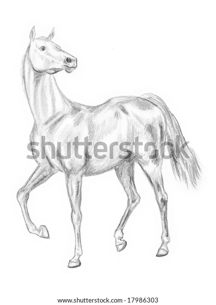 Walking Horse Pencil Drawing Handdrawn Stock Illustration 17986303
