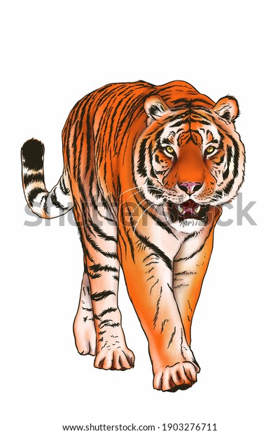 Walking Tiger Drawing On White Background Stock Illustration 1903276711