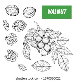 Walnut hand drawn sketch. Nuts illustration. Walnut branch. Organic healthy food. Great for packaging design. Engraved style. Black and white color.