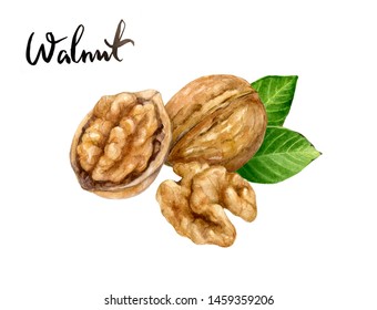 Walnut nut watercolor isolated on white background