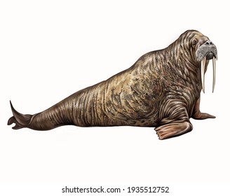 The Walrus (Odobenus Rosmarus) Lies, Realistic Drawing, Illustration For The Encyclopedia Of Animals Of The Arctic, Isolated Image On A White Background