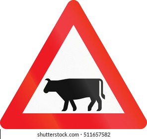 Warning road sign used in Denmark - Cattle.