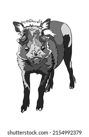 Warthog standing on white background Illustration