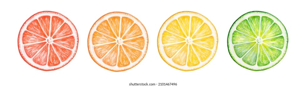 Water color illustration of different citrus fruit slices. Hand painted watercolour drawing on white background, cut out clipart details for design, print, stickers banner, poster, decorative frame.