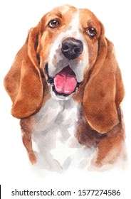 Water colour painting of Basset Hound 147
