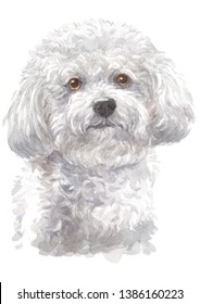 Water Colour Painting Of Bichon Frise 086