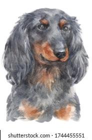Water colour painting of Dachshund