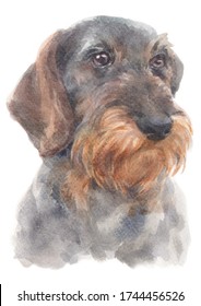 Water colour painting Dachshund