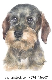 Water colour painting Dachshund
