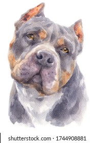 Water colour painting of Pitbull dog