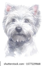 West Highland Terrier Images Stock Photos Vectors Shutterstock