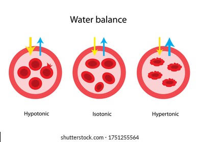Water Diffuses Into Red Blood Cell By Plasma Membrane Pathway, Isotonic, Hypotonic And Hypertonic Solutions As The Water Balance Concept In Animal Cells.