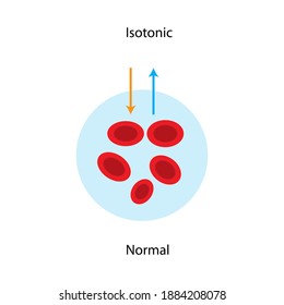 Water Diffuses Into Red Blood Cell By Plasma Membrane Pathway, Isotonic Solution As Normal Condition The Water Balance Concept In Animal Cells.