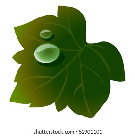 water drops on leaf