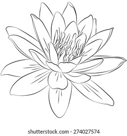 Water Lilly Sketch