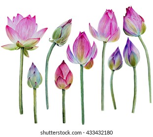 Water Lily buds or lotus flower buds. Hand drawn, watercolor, isolated on white background.