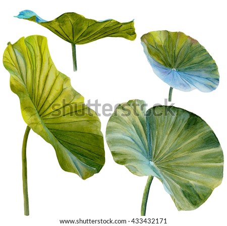 Water Lily leaf or lotus leaf. Hand drawn, watercolor, isolated on white background.