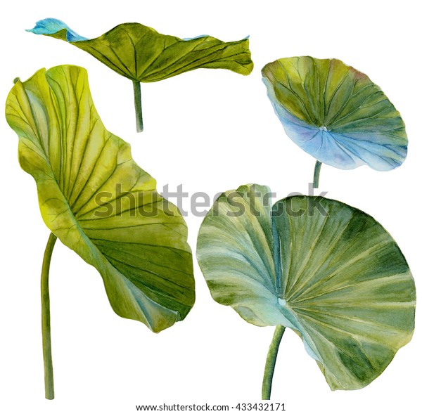 水百合の葉か蓮の葉 白い背景に手描きの水の色 のイラスト素材