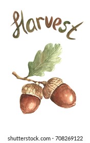 Watercolor Acorn.