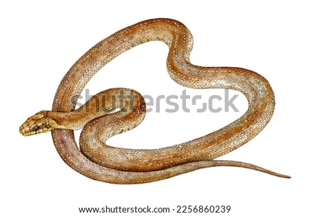 Watercolor the Aesculapian snake (Zamenis longissimus). Hand drawn snake illustration isolated on white background.