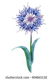 Watercolor Agapanthus Flower