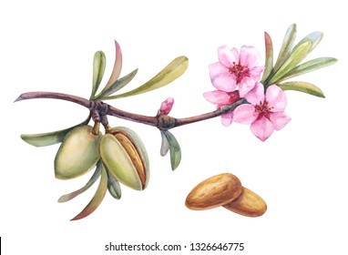 Watercolor Almond Branch With Flower