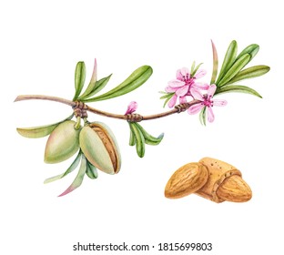 Watercolor Almond Branch With Flower