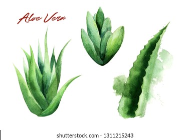 Watercolor Aloe Vera Leaves 