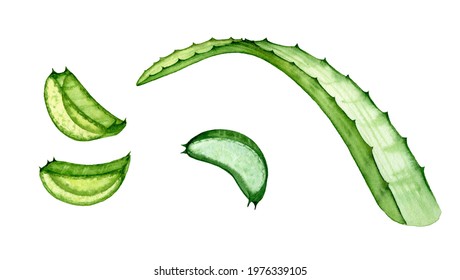 Watercolor aloe vera slices  Transparent exotic plant isolated white  Abstract botanical illustrations  Hand drawn natural ingredient