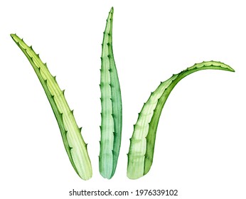 Watercolor aloe vera  Transparent exotic plant isolated white  Abstract botanical illustrations  Hand drawn natural ingredient