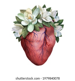 Watercolor Anatomical Heart With Magnolia Flowers Isolated On White. Valentine Heart With Watercolor Flowers.