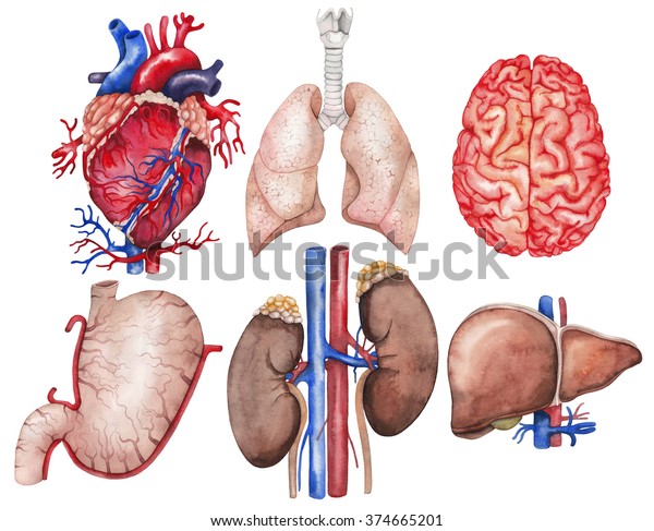 水彩解剖学コレクション 心臓 肺 脳 胃 腎臓 肝臓 白い背景に人の体の部分 医療イラスト のイラスト素材