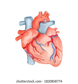 Watercolor Anatomy Organ Heart Illustration. High Quality Illustration Human Body Organs Heart For Education