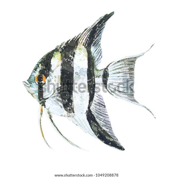 Angelfish dotvorby