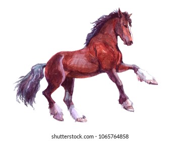 Watercolor Animal Horse Isolated On White Background